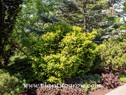 Kornik English Yew (Taxus baccata)
Spring yellow foliage color.